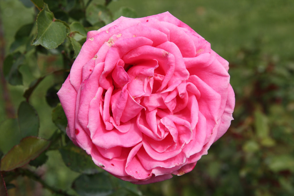 růže Auguste Renoir