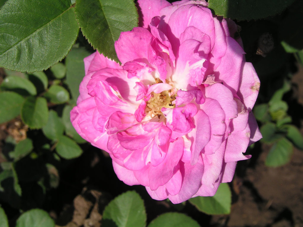 růže Aurelia Liffa