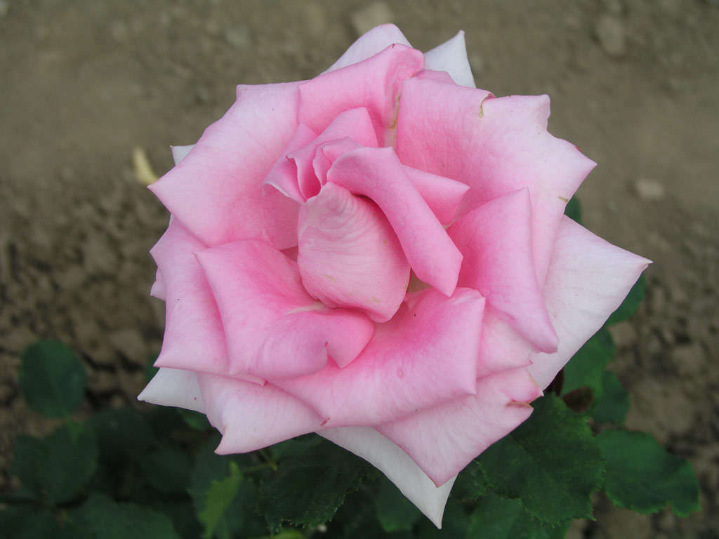 růže Aurora