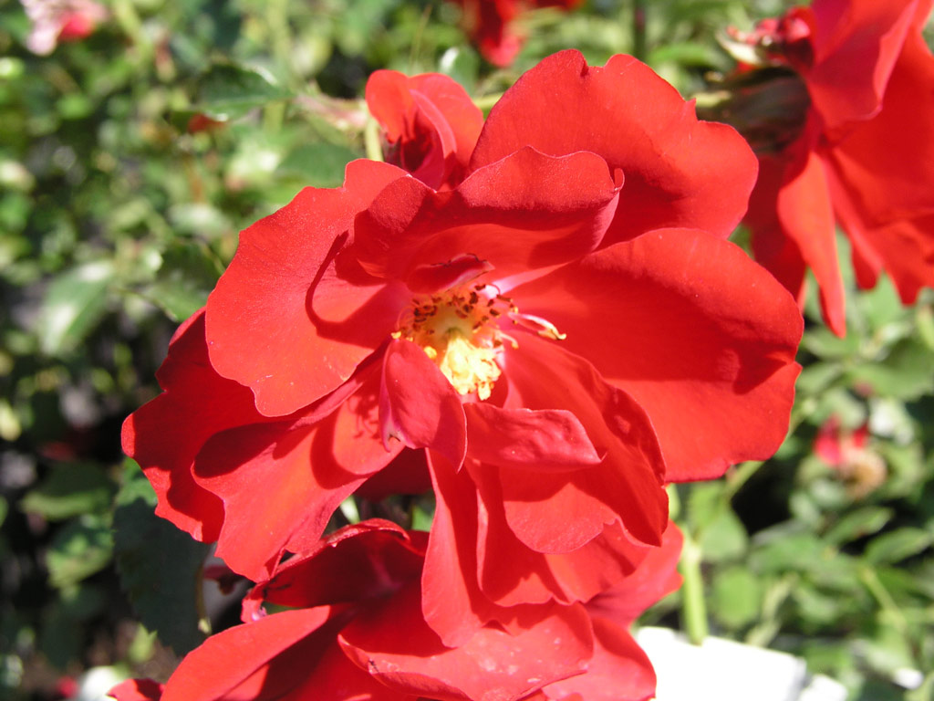 růže Austriana
