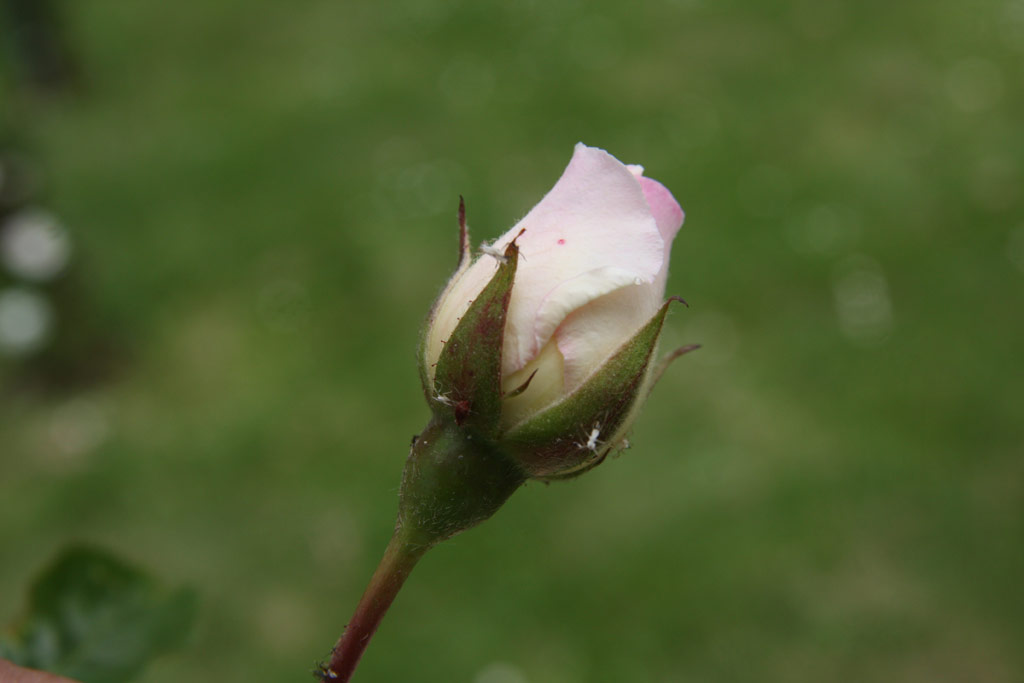 růže Ave Maria (B�hm)