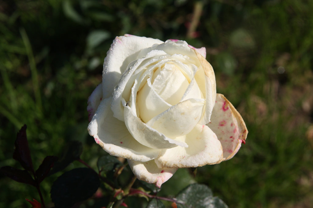růže Avlita