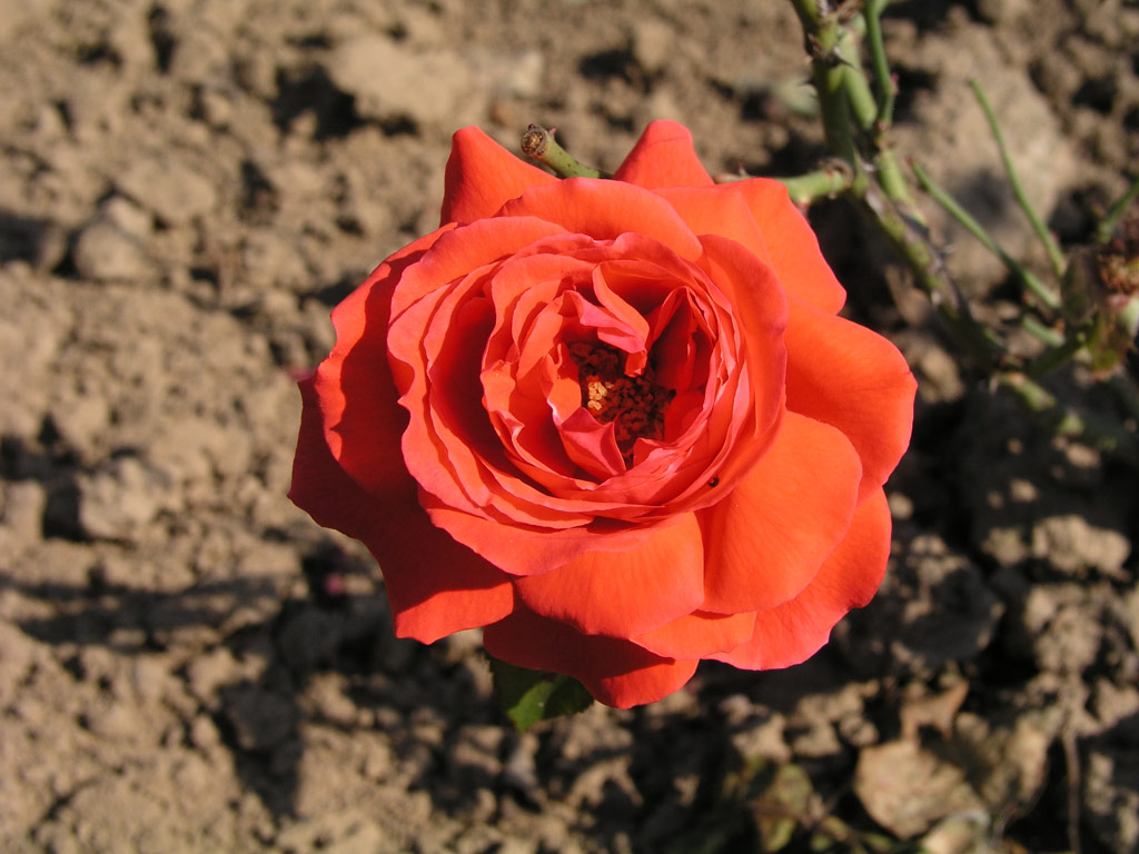 růže Avon