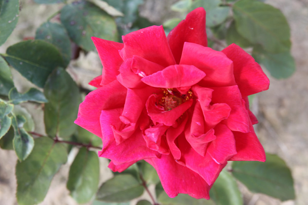 růže Avon (Kunratice)