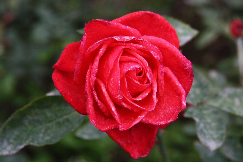 růže Baccara