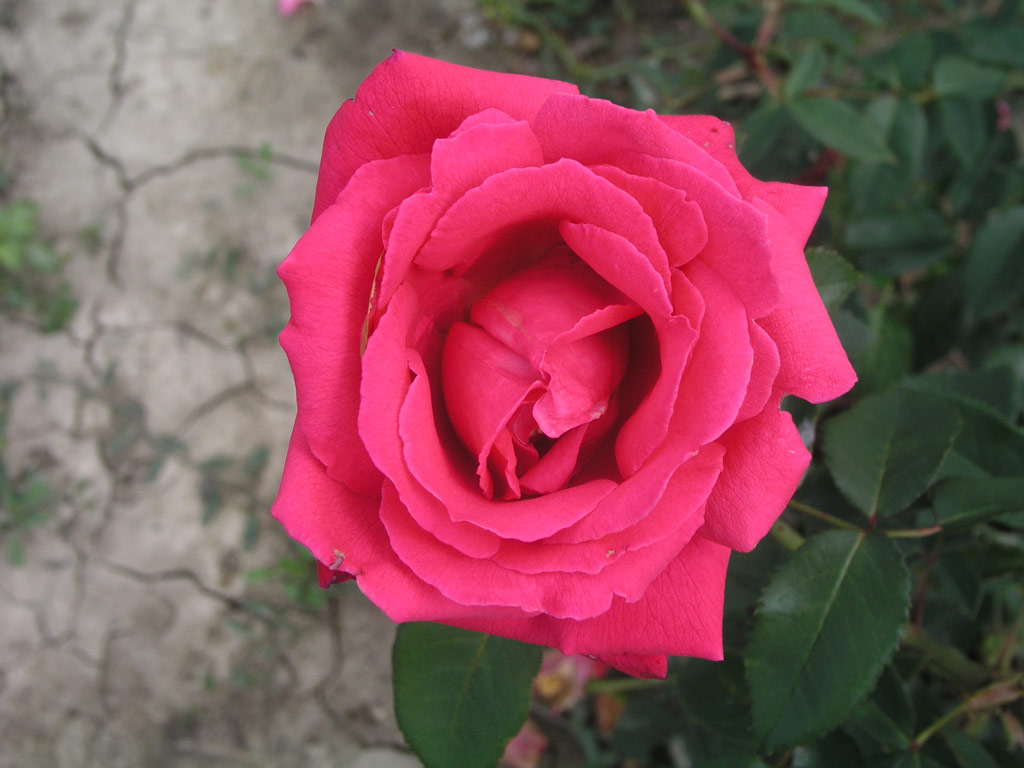 růže Baden-Baden