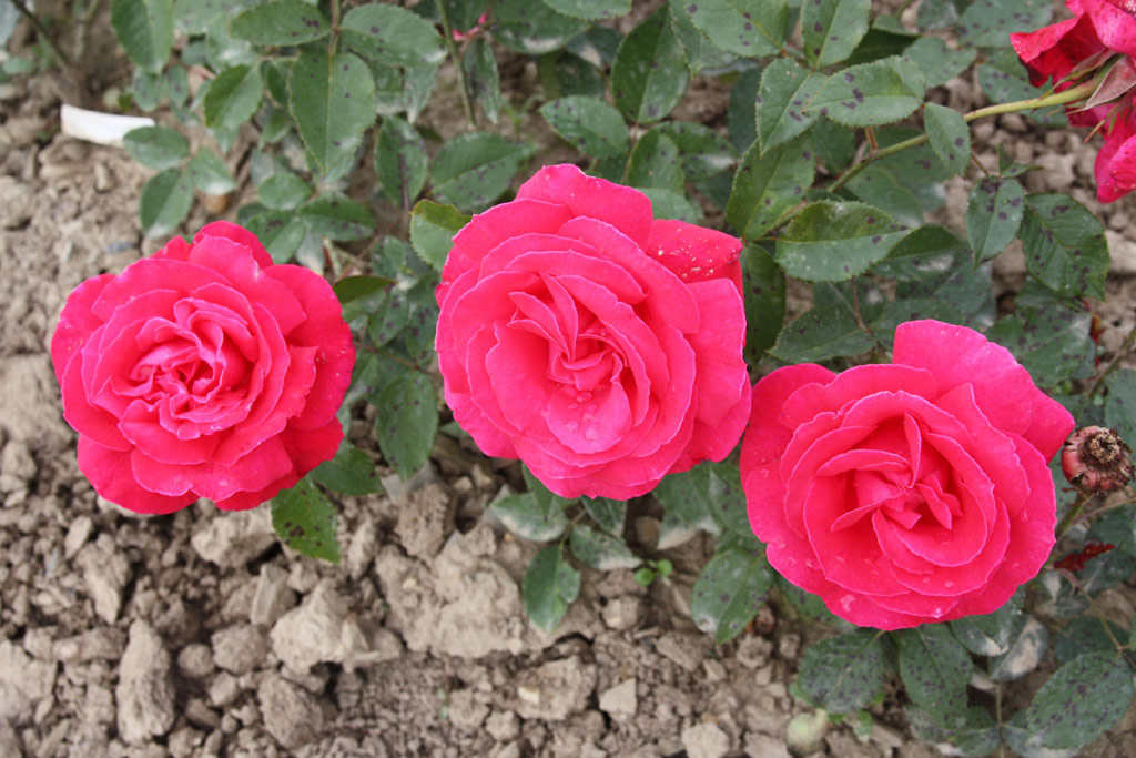 růže Baden-Baden