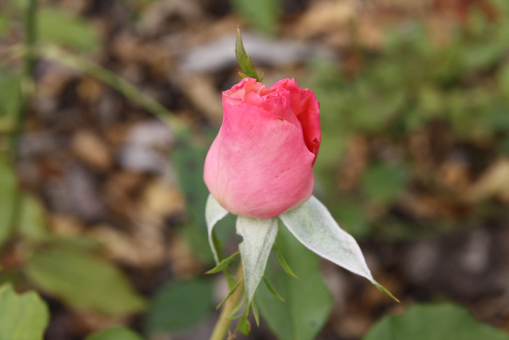 růže Badener Traberchampion