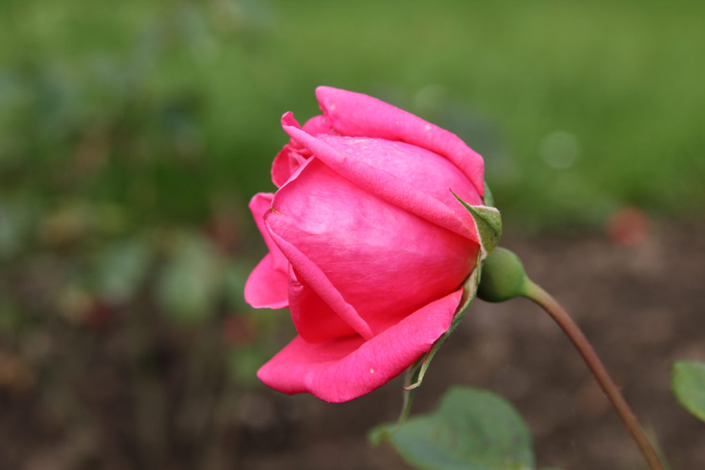 růže Bagatelle