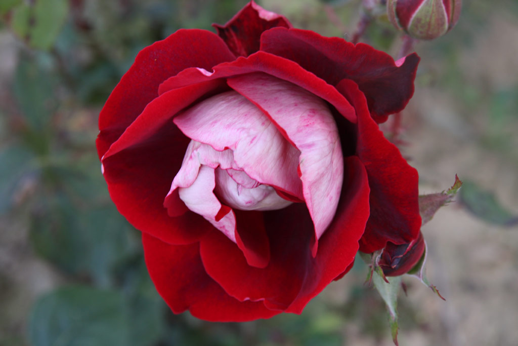 růže Bajazzo
