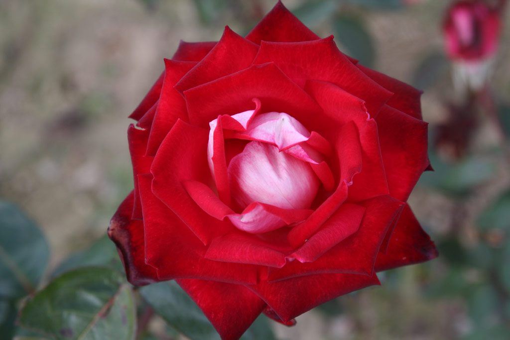 růže Bajazzo