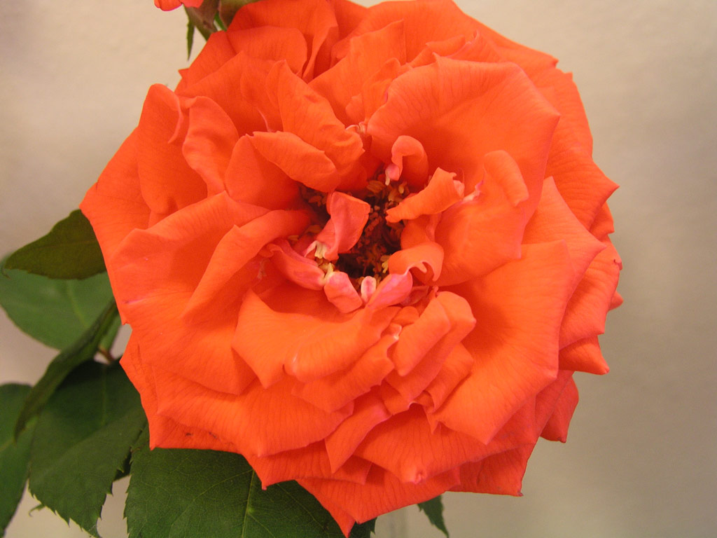 růže Bakker�s Orange
