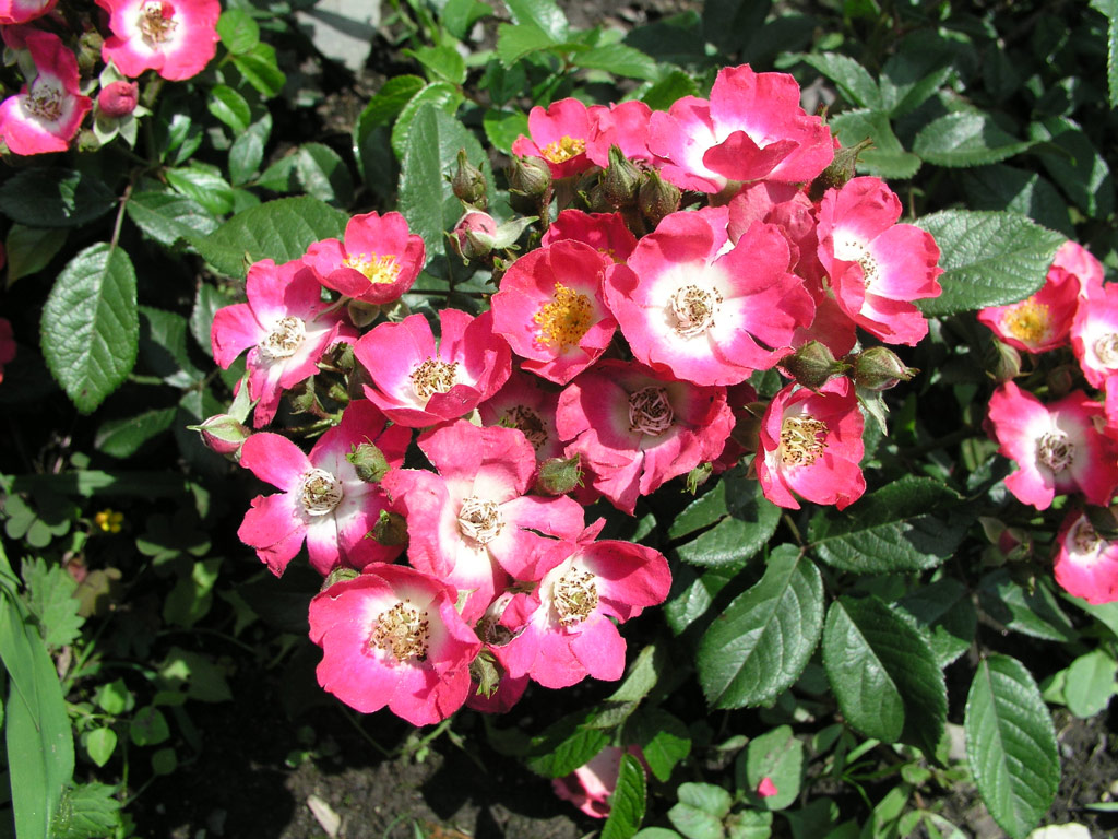 růže Balduin (de Ruiter, Chotobus)