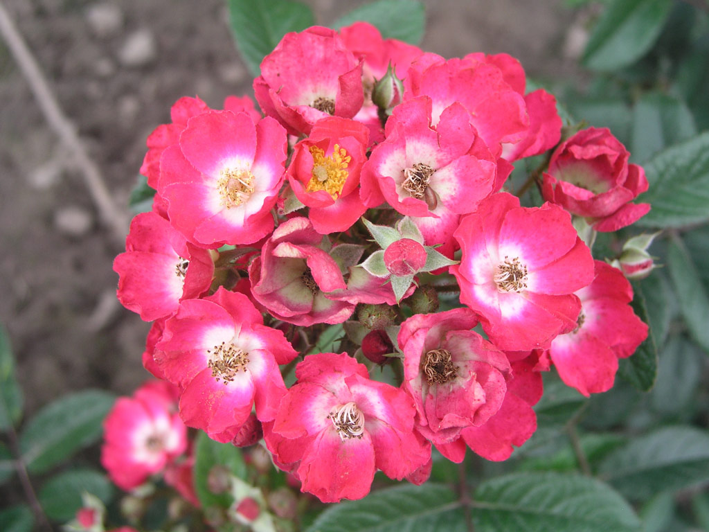 růže Balduin (de Ruiter, Chotobus)