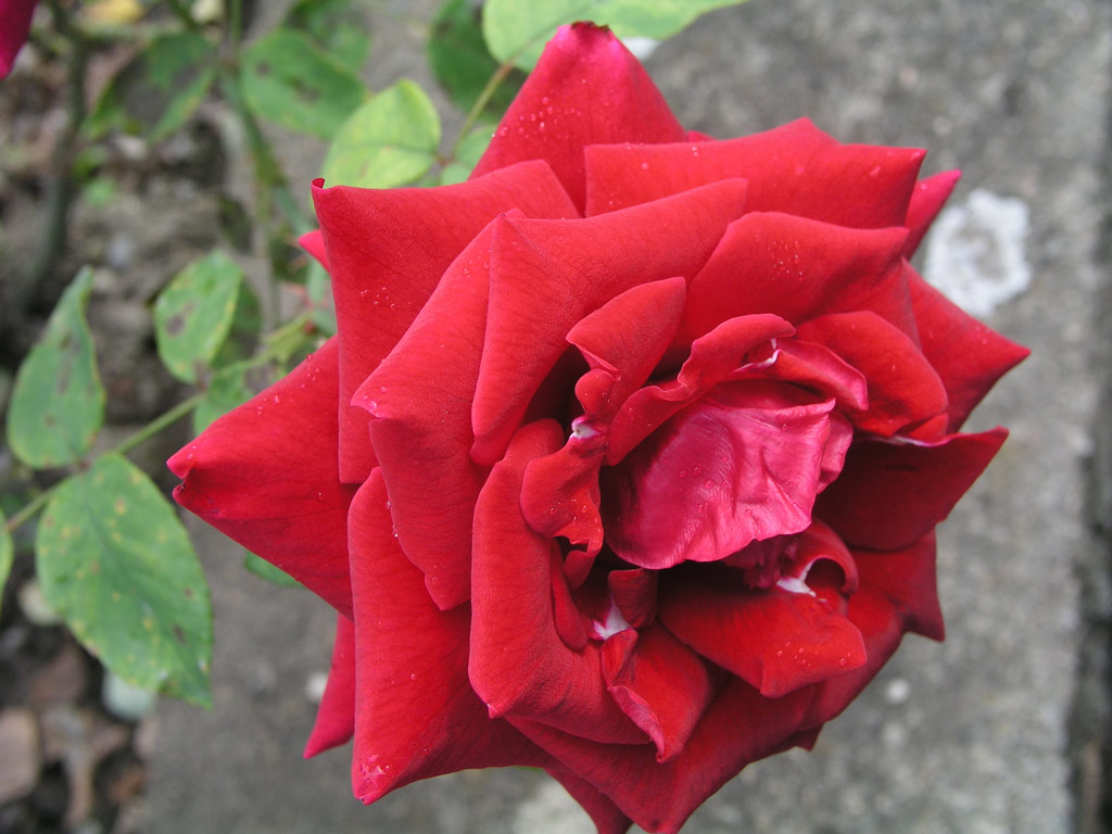 růže Ballade
