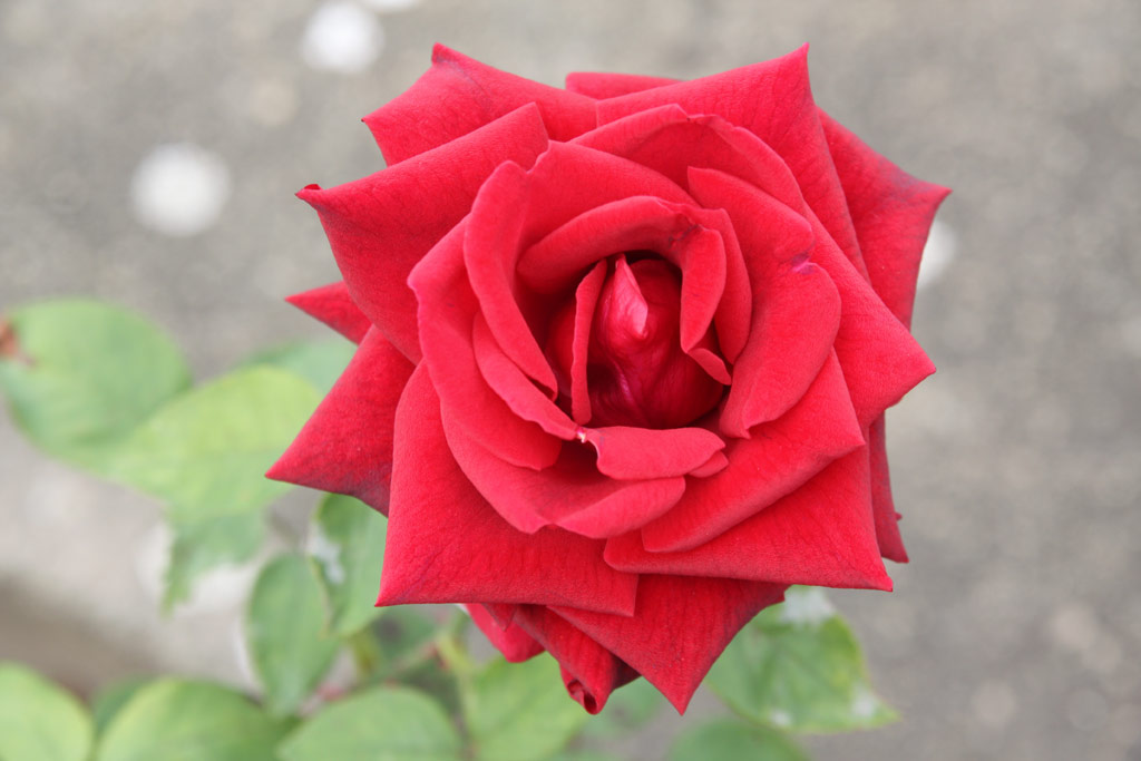 růže Ballade