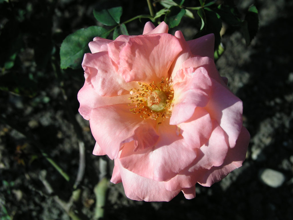 růže Ballade (Tantau)