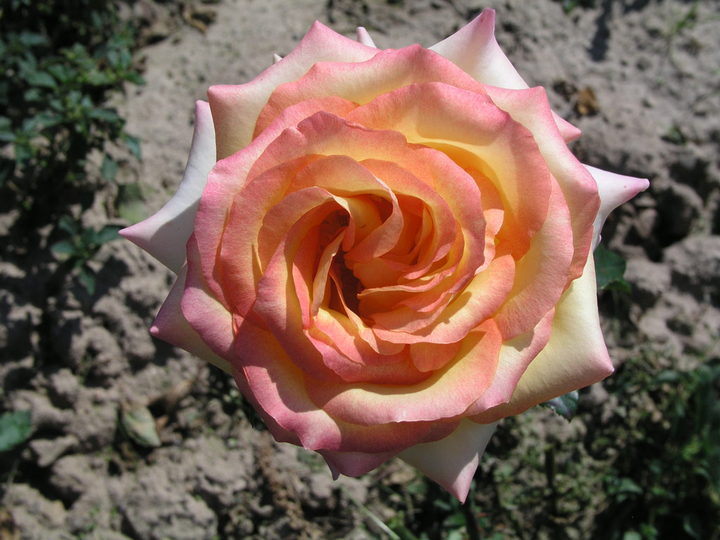 růže Banzai