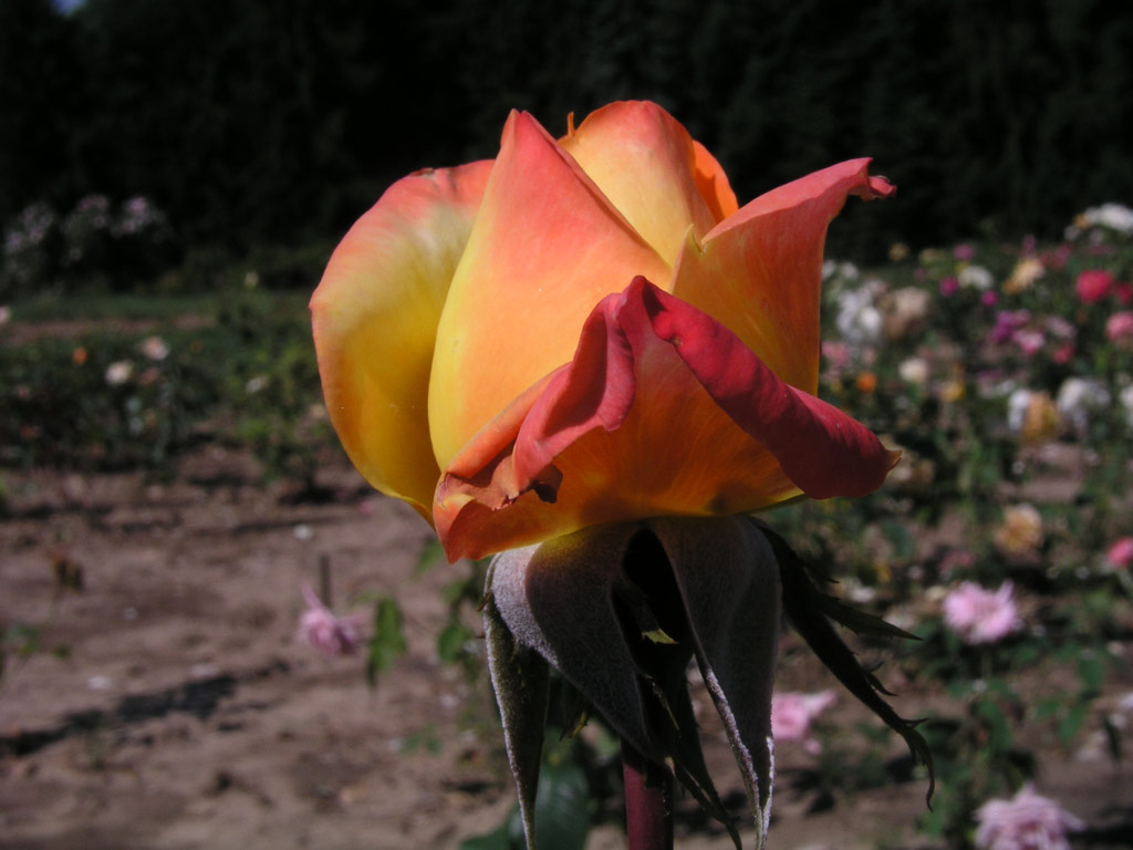 růže Banzai