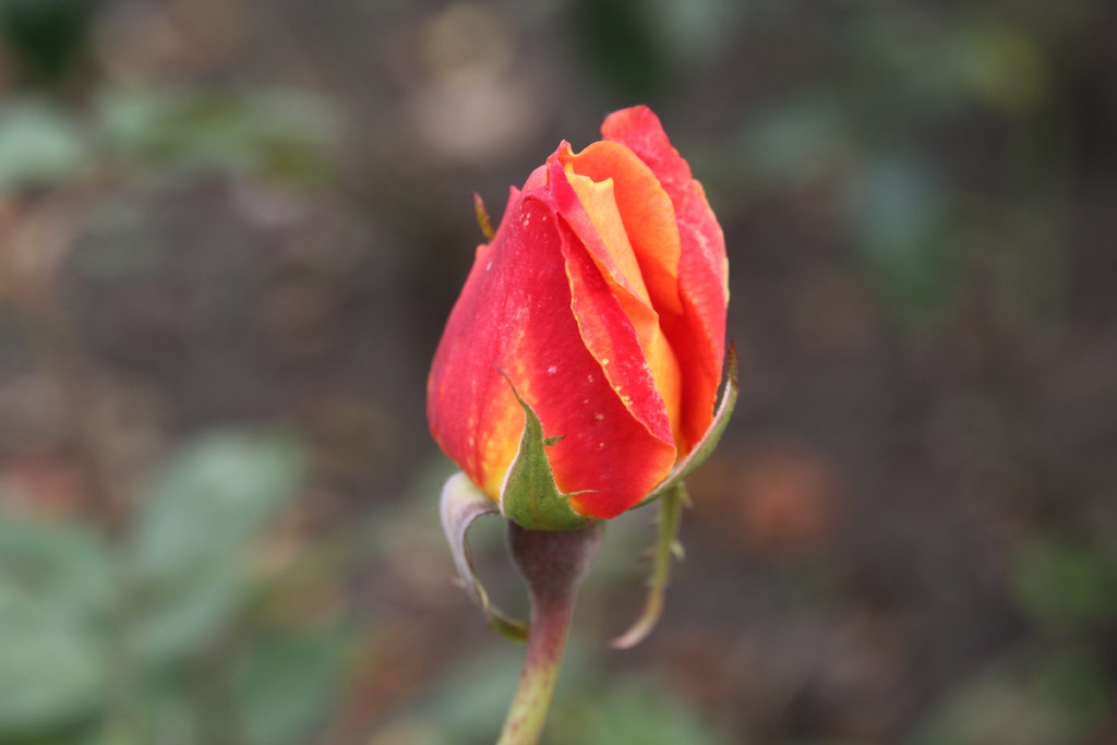 růže Barbara