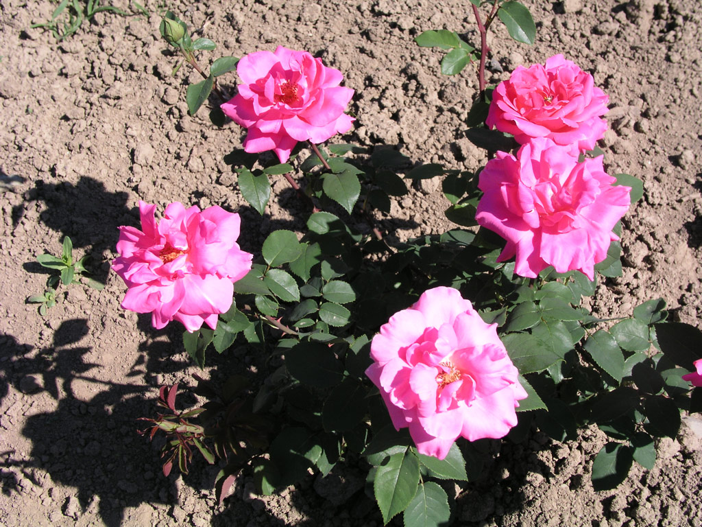 růže Barbara Hauenstein