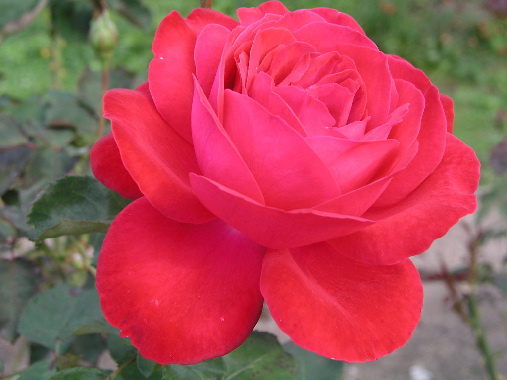 růže Barcarolle