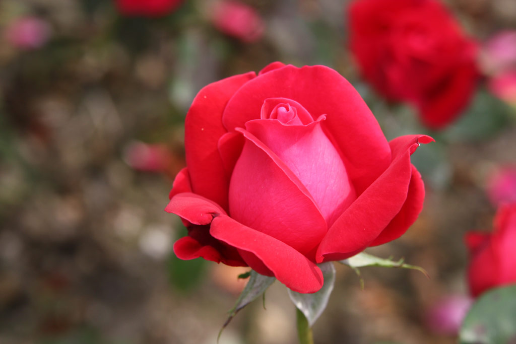 růže Barcarolle