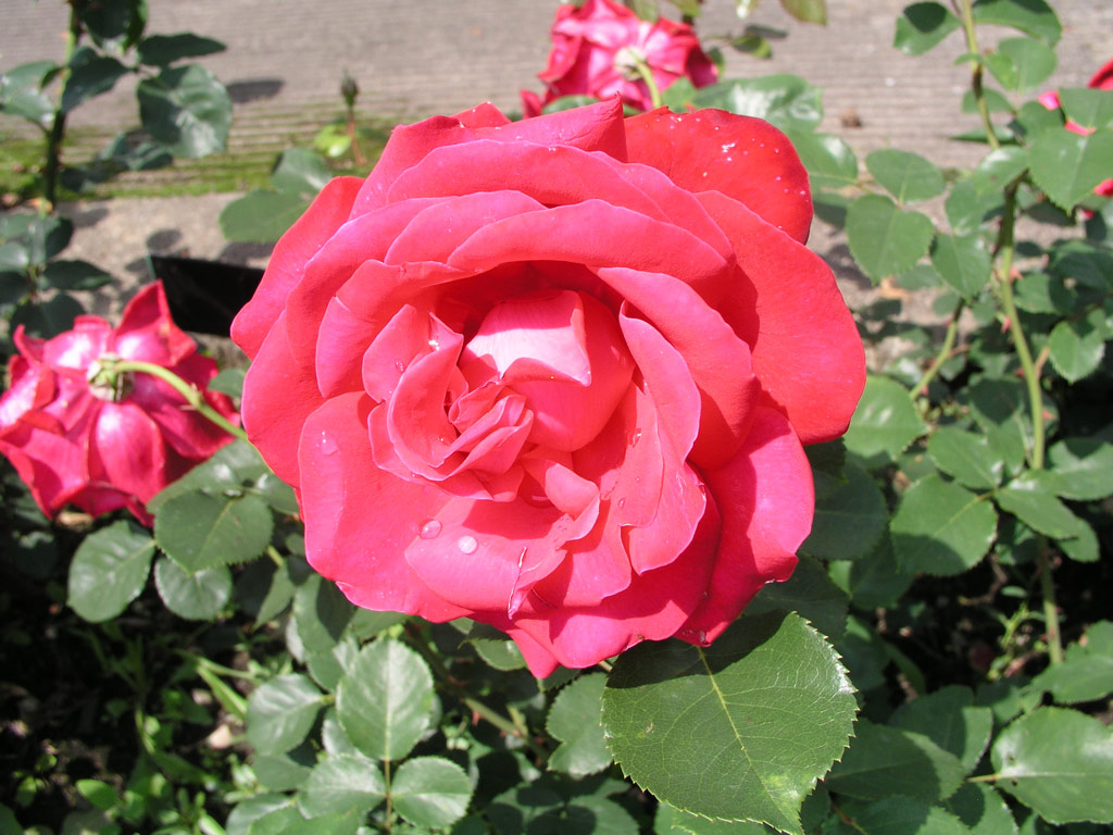 růže Barkarole