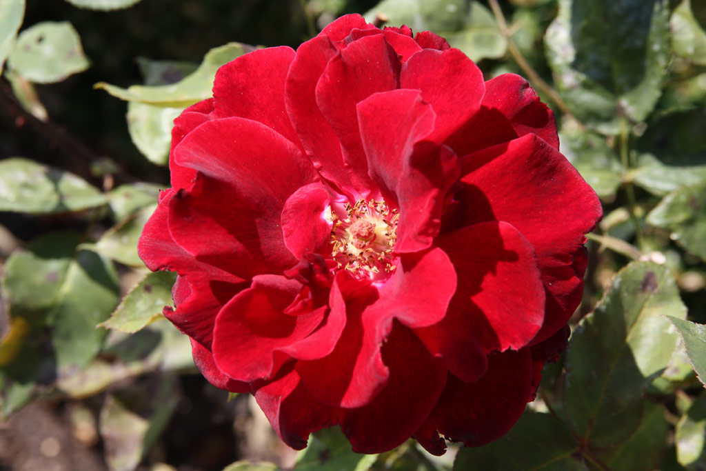 růže Barkarole