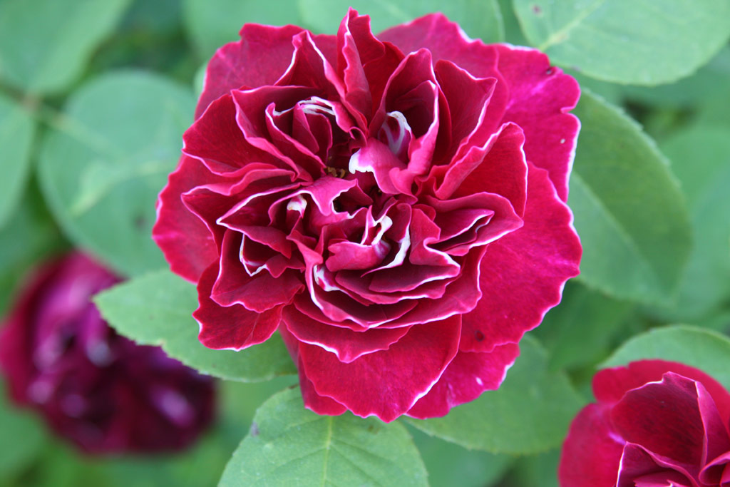 růže Baron Girod de l�Ain