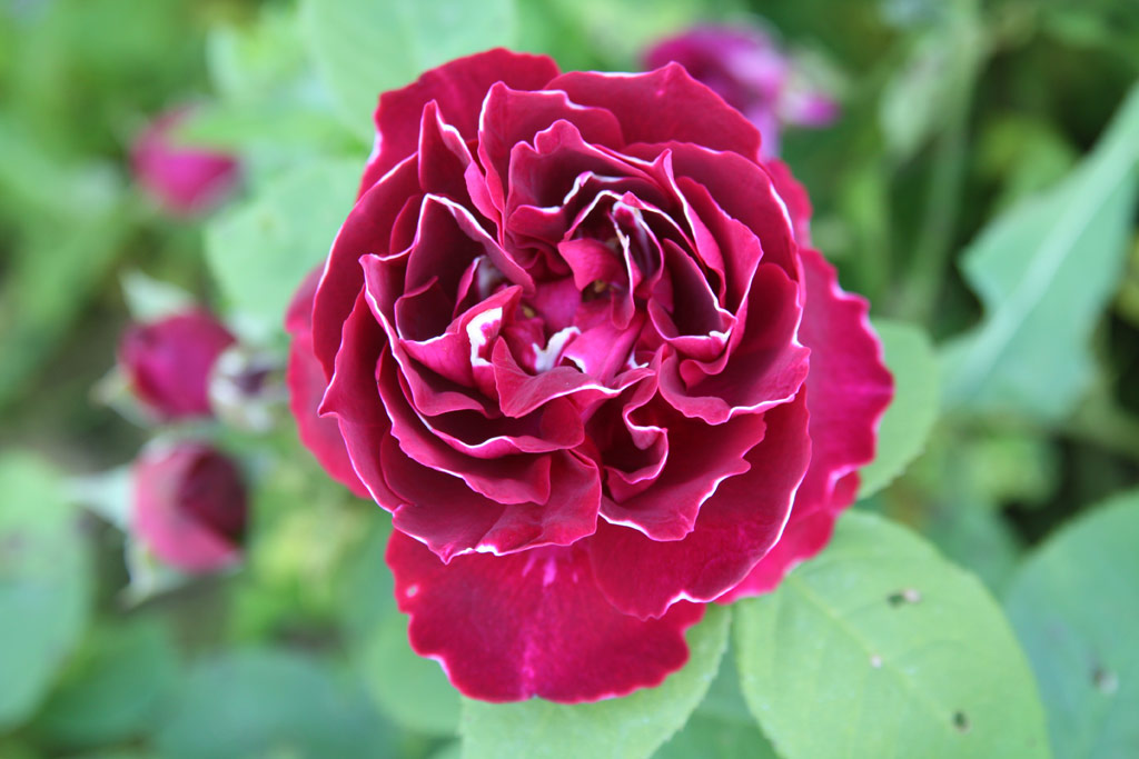 růže Baron Girod de l�Ain