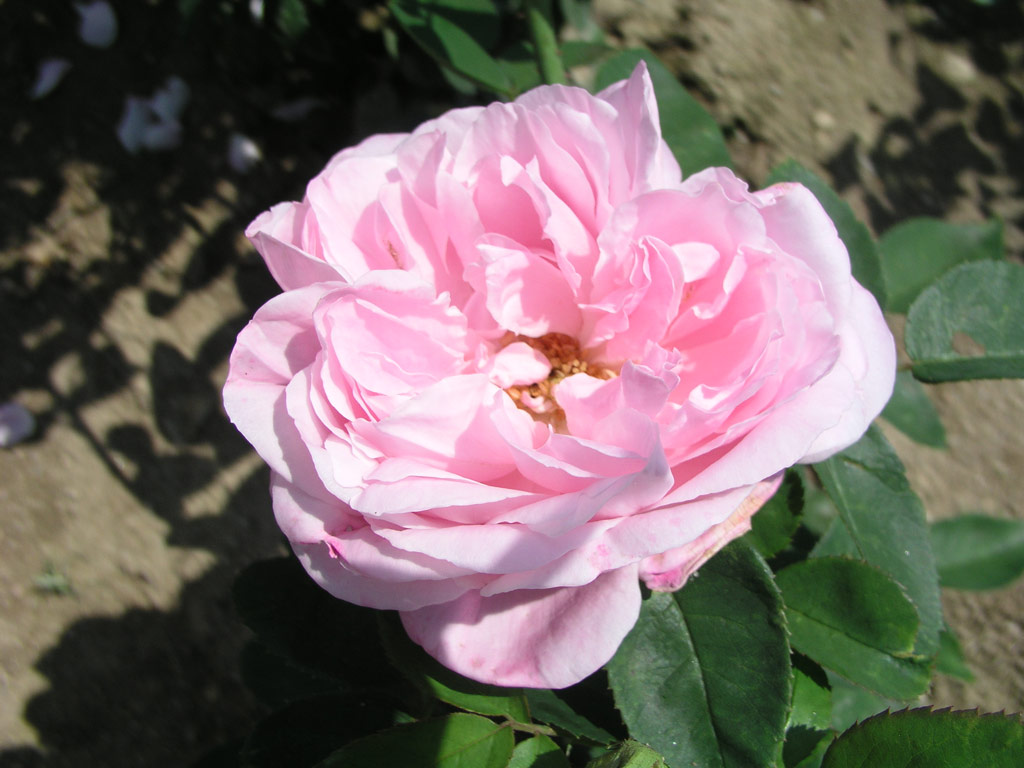 růže Baroness Rothschild
