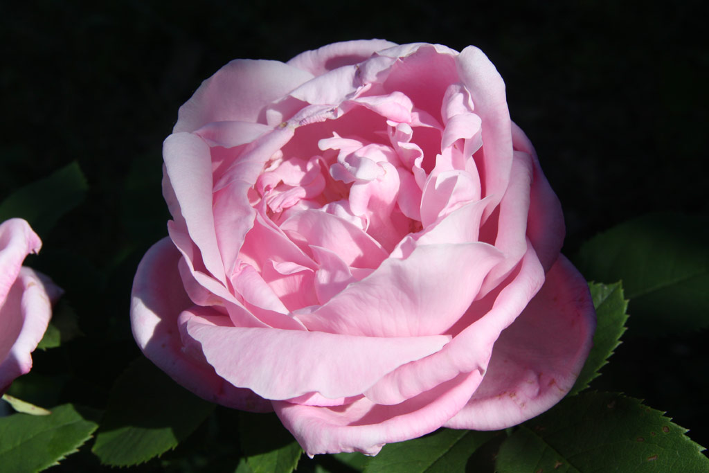 růže Baroness Rothschild