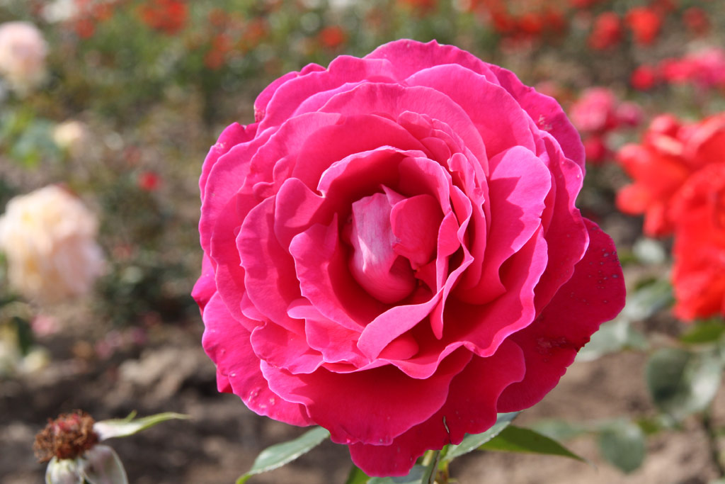 růže Baronne de Rothschild