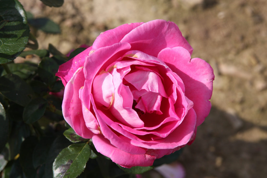 růže Baronne de Rothschild