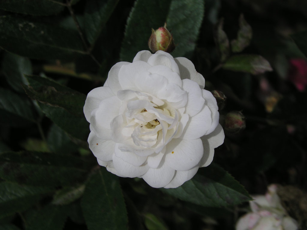 růže Baronne de Vivario