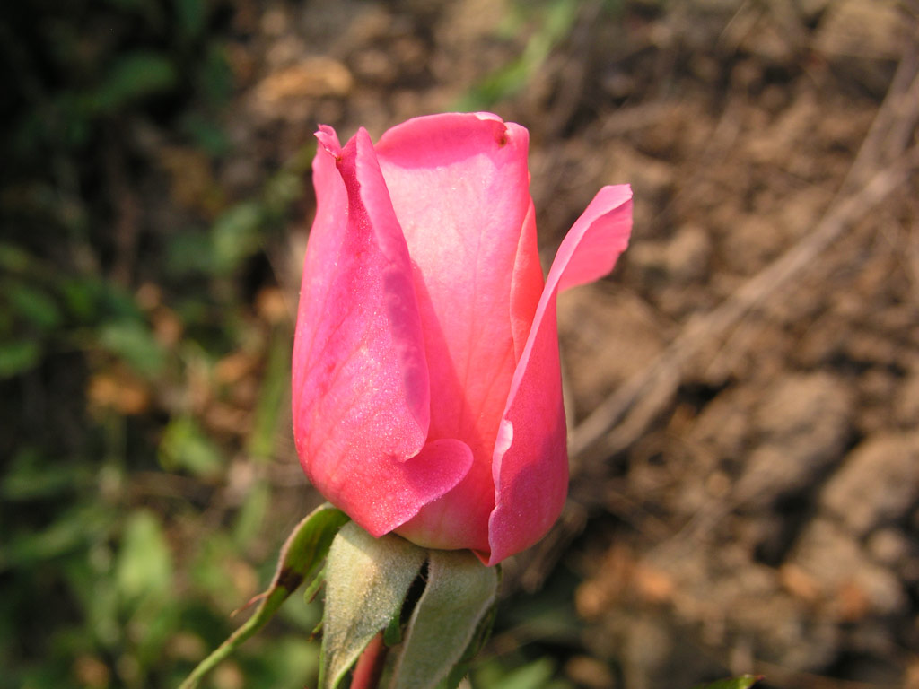 růže Barunka