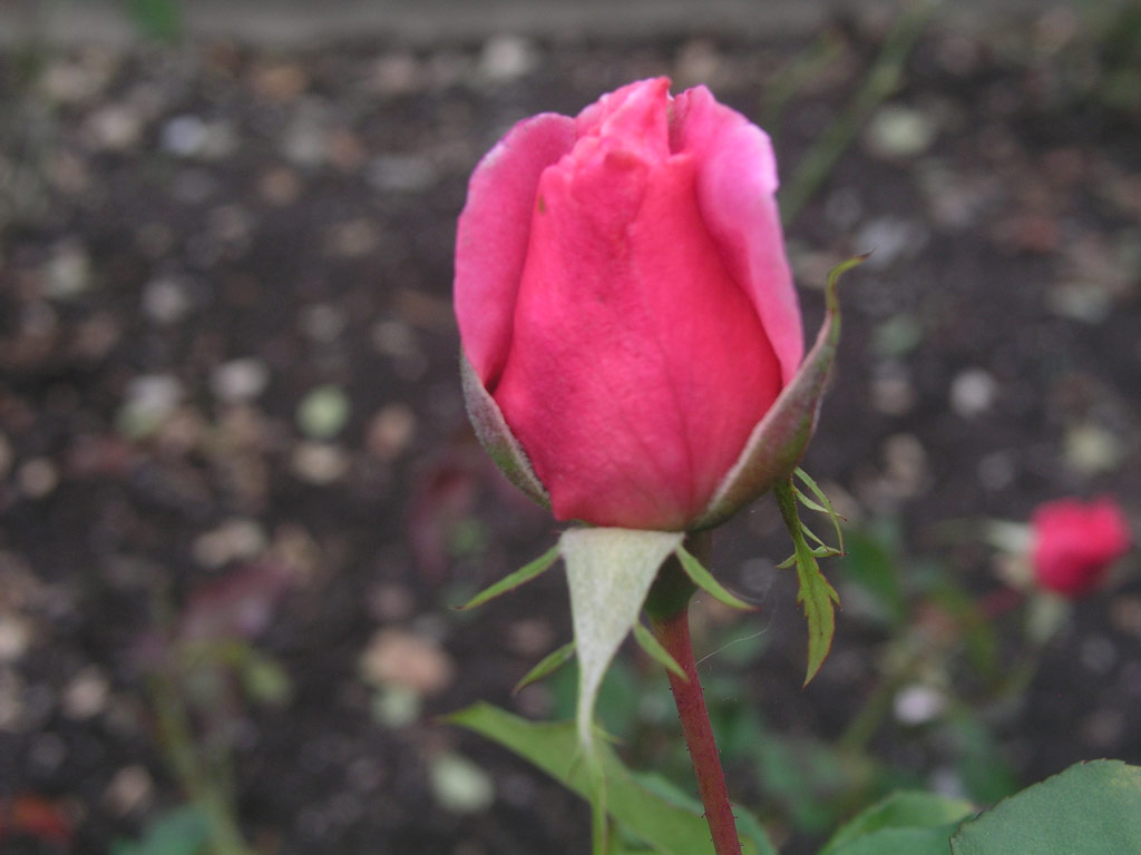 růže Barunka