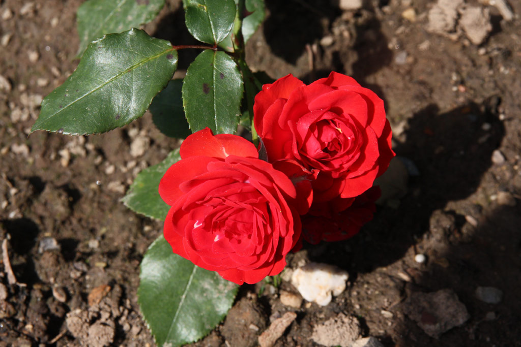 růže Bastei