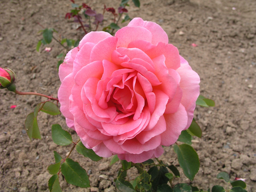 růže Bayadere