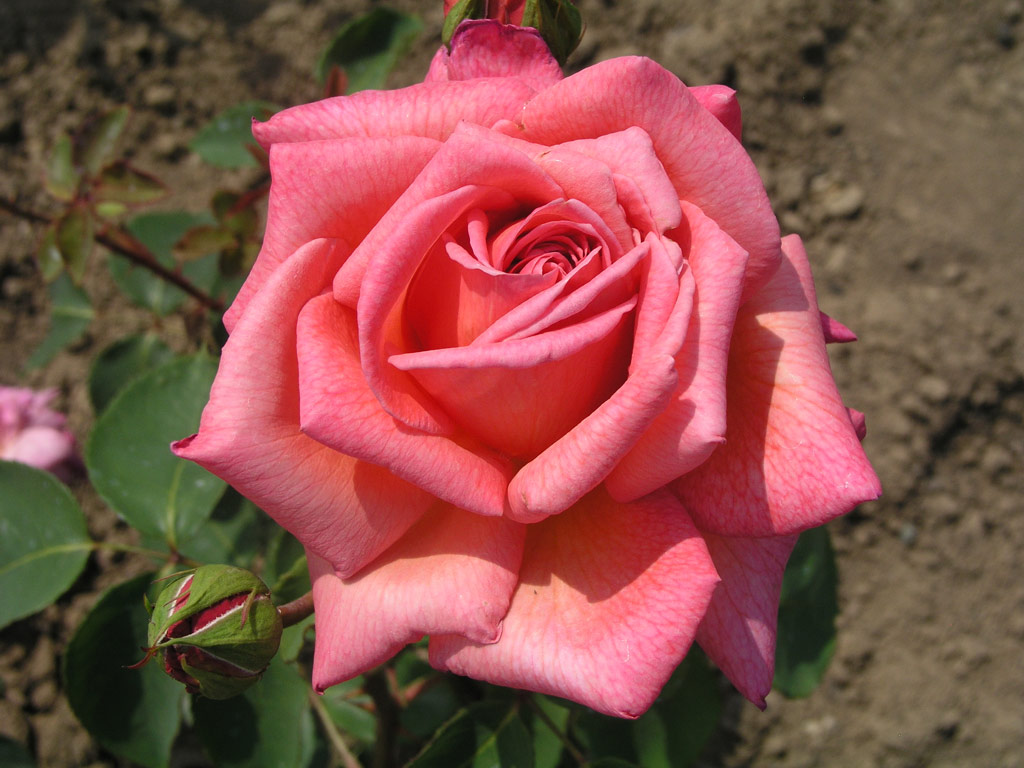 růže Bayadere