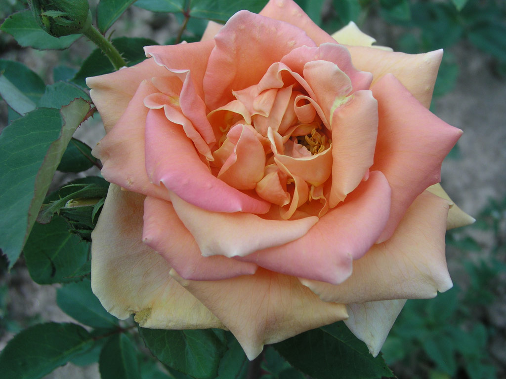 růže Beaut�