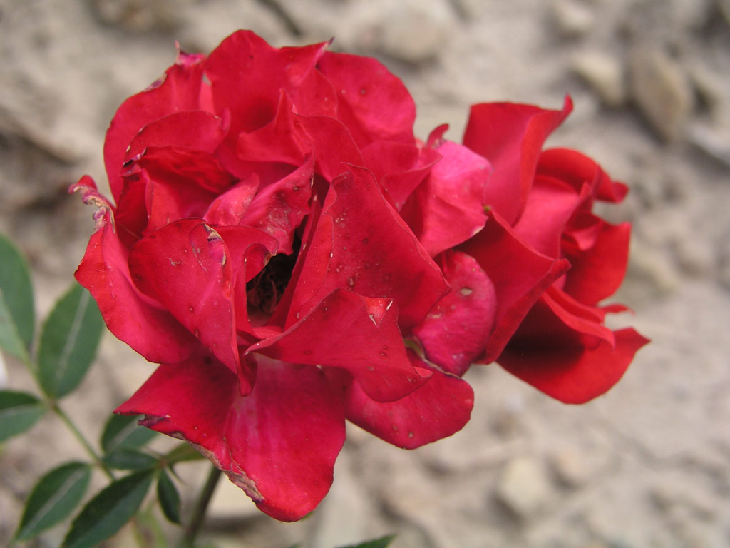 růže Beauty Secret