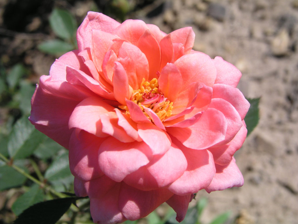 růže Belangerie