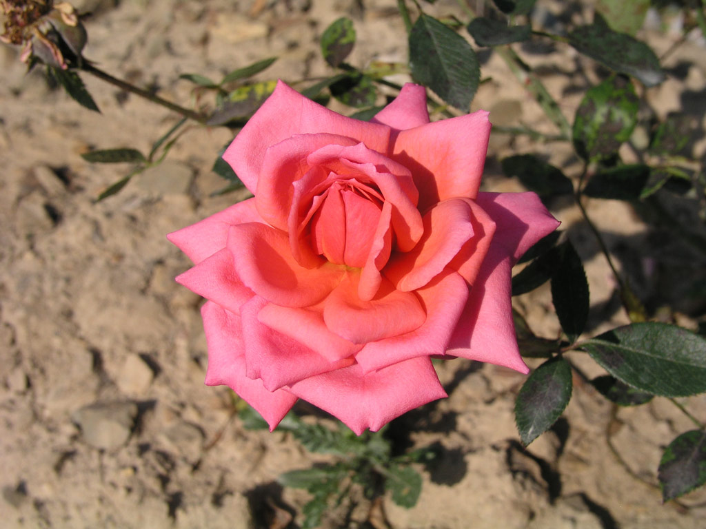 růže Belangerie