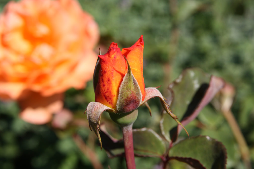 růže Belinda (Tantau)