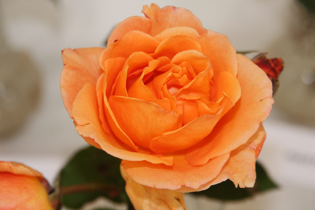 růže Belinda (Tantau)