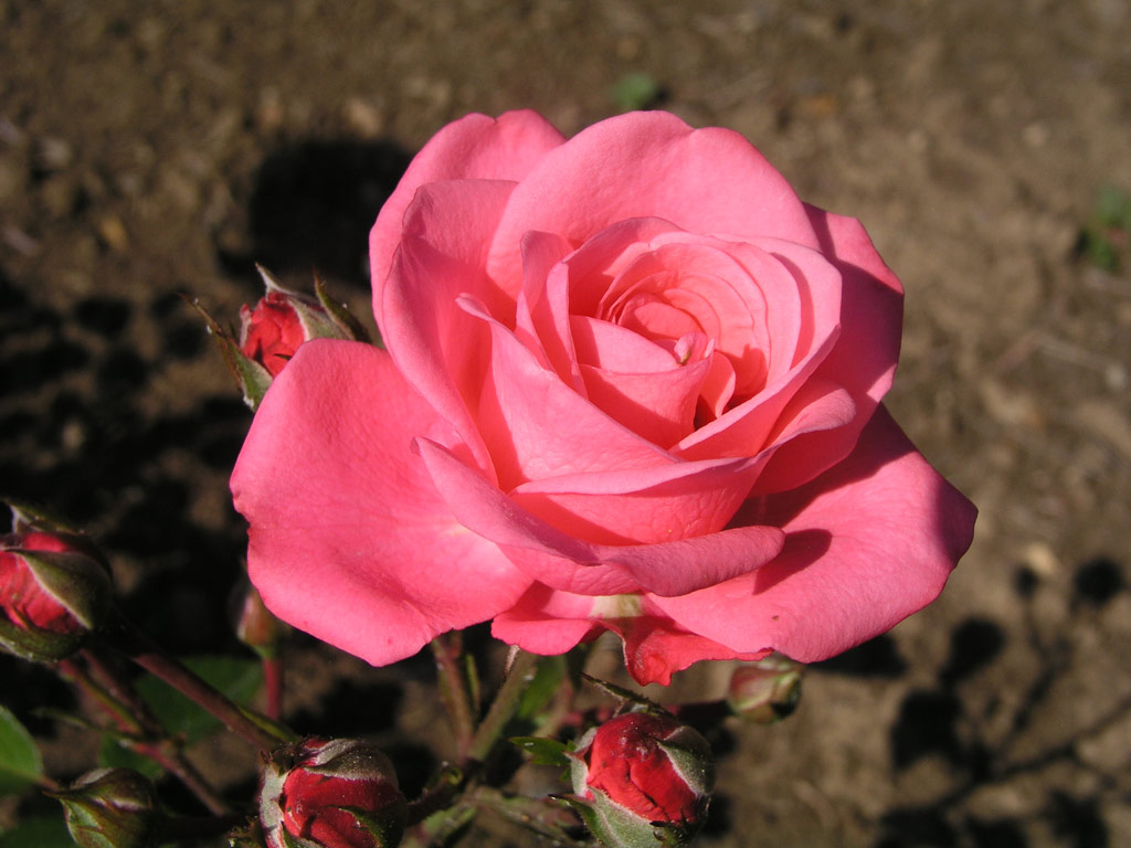 růže Bella Rosa