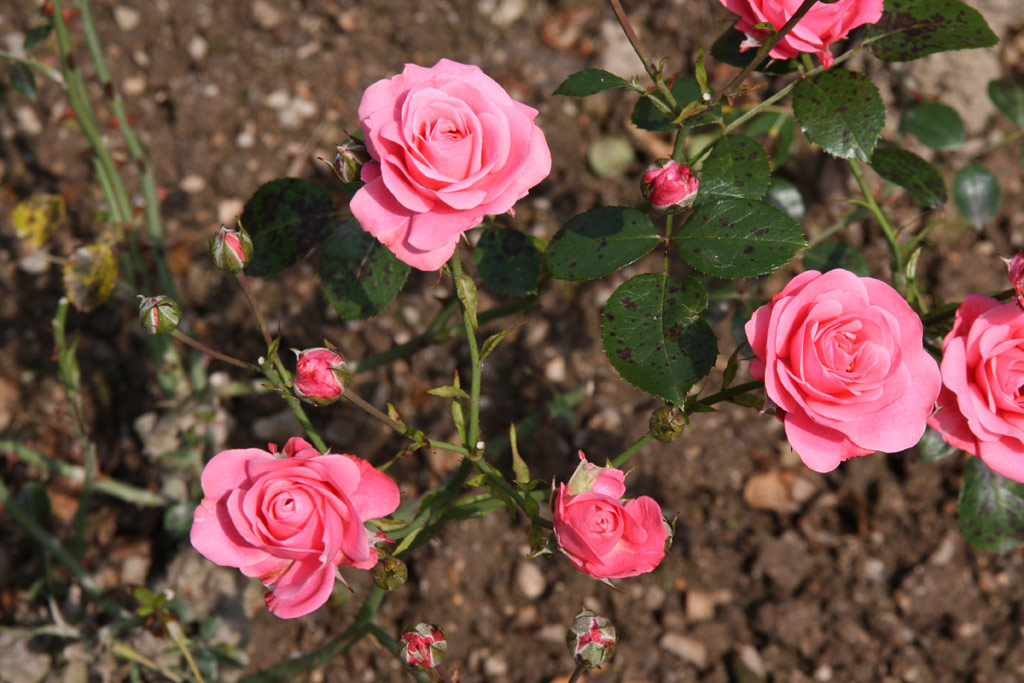 růže Bella Rosa