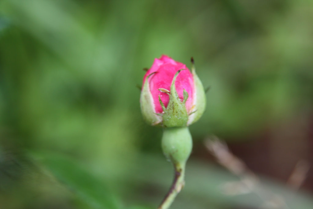 růže Belle Amour